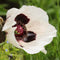 Plant in a Box - Oosterse klaproos - Set van 10 - Papaver orientale - Wortelstokken