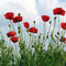 Plant in a Box - Oosterse klaproos - Set van 10 - Papaver orientale - Wortelstokken