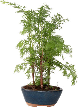 Plant in a Box - Outdoor Bonsai Metasequoia Forest - Bonsai - Tuinplant - Pot 15cm - Hoogte 20-30cm