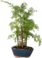 Plant in a Box - Outdoor Bonsai Metasequoia Forest - Bonsai - Tuinplant - Pot 15cm - Hoogte 20-30cm
