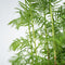 Plant in a Box - Outdoor Bonsai Metasequoia Forest - Bonsai - Tuinplant - Pot 15cm - Hoogte 20-30cm