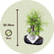 Plant in a Box - Outdoor Bonsai Metasequoia Forest - Bonsai - Tuinplant - Pot 15cm - Hoogte 20-30cm