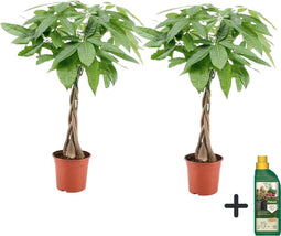 Plant in a Box - Pachira aquatica - Geldboom - Pokon - Set van 2 - Pot 17cm - Hoogte 60-70cm