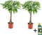 Plant in a Box - Pachira aquatica - Geldboom - Pokon - Set van 2 - Pot 17cm - Hoogte 60-70cm