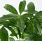 Plant in a Box - Pachira aquatica - Geldboom - Pokon - Set van 2 - Pot 17cm - Hoogte 60-70cm