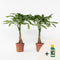 Plant in a Box - Pachira aquatica - Geldboom - Pokon - Set van 2 - Pot 17cm - Hoogte 60-70cm