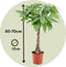 Plant in a Box - Pachira aquatica - Geldboom - Pokon - Set van 2 - Pot 17cm - Hoogte 60-70cm