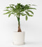 Plant in a Box - Pachira Aquatica - Kamerplant - Geldboom - Pot 17cm - Hoogte 60-70cm