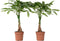 Plant in a Box - Pachira Aquatica - Set van 2 kamerplanten - Geldboompjes - Pot 17cm - Hoogte 60-70cm