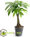 Plant in a Box - Pachira Aquatica - Set van 2 kamerplanten - Geldboompjes - Pot 17cm - Hoogte 60-70cm