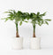 Plant in a Box - Pachira Aquatica - Set van 2 kamerplanten - Geldboompjes - Pot 17cm - Hoogte 60-70cm
