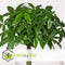 Plant in a Box - Pachira Aquatica - Set van 2 kamerplanten - Geldboompjes - Pot 17cm - Hoogte 60-70cm