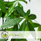 Plant in a Box - Pachira Aquatica - Set van 2 kamerplanten - Geldboompjes - Pot 17cm - Hoogte 60-70cm