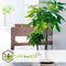 Plant in a Box - Pachira Aquatica - Set van 2 kamerplanten - Geldboompjes - Pot 17cm - Hoogte 60-70cm