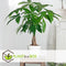 Plant in a Box - Pachira Aquatica - Set van 2 kamerplanten - Geldboompjes - Pot 17cm - Hoogte 60-70cm