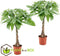 Plant in a Box - Pachira Aquatica - Set van 2 kamerplanten - Geldboompjes - Pot 17cm - Hoogte 60-70cm