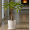 Plant in a Box - Pachira Aquatica - Set van 2 kamerplanten - Geldboompjes - Pot 17cm - Hoogte 60-70cm