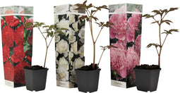 Plant in a Box - Paeonia officinalis - Mix van 3 Pioenrozen - Rood, Roze, Wit - Boerenpioen - Pot 9cm - Hoogte 0-40cm