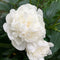 Plant in a Box - Paeonia officinalis - Mix van 3 Pioenrozen - Rood, Roze, Wit - Boerenpioen - Pot 9cm - Hoogte 0-40cm