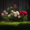 Plant in a Box - Paeonia officinalis - Mix van 3 Pioenrozen - Rood, Roze, Wit - Boerenpioen - Pot 9cm - Hoogte 0-40cm