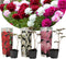 Plant in a Box - Paeonia officinalis - Mix van 3 Pioenrozen - Rood, Roze, Wit - Boerenpioen - Pot 9cm - Hoogte 0-40cm