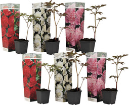Plant in a Box - Paeonia officinalis - Mix van 6 Pioenrozen - Rood, Roze, Wit - Boerenpioen - Pot 9cm - Hoogte 0-40cm