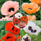 Plant in a Box - Papaver Orientale - Mix van 20 - Oosterse klaproos - Wortelstokken - Bloeiende vaste plant