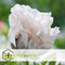 Plant in a Box - Papaver Orientale - Mix van 20 - Oosterse klaproos - Wortelstokken - Bloeiende vaste plant