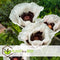Plant in a Box - Papaver Orientale - Mix van 20 - Oosterse klaproos - Wortelstokken - Bloeiende vaste plant