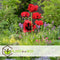 Plant in a Box - Papaver Orientale - Mix van 20 - Oosterse klaproos - Wortelstokken - Bloeiende vaste plant