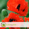 Plant in a Box - Papaver Orientale - Mix van 20 - Oosterse klaproos - Wortelstokken - Bloeiende vaste plant