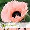 Plant in a Box - Papaver Orientale - Mix van 20 - Oosterse klaproos - Wortelstokken - Bloeiende vaste plant
