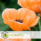 Plant in a Box - Papaver Orientale - Mix van 20 - Oosterse klaproos - Wortelstokken - Bloeiende vaste plant