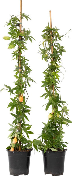 Plant in a Box - Passiflora 'Caerulea' XL - 2 stuks - Passiebloem - Tuinplant - Klimplant - ⌀17 cm - Hoogte 110-120 cm