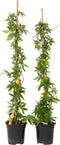 Plant in a Box - Passiflora 'Caerulea' XL - 2 stuks - Passiebloem - Tuinplant - Klimplant - ⌀17 cm - Hoogte 110-120 cm