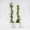 Plant in a Box - Passiflora 'Caerulea' XL - 2 stuks - Passiebloem - Tuinplant - Klimplant - ⌀17 cm - Hoogte 110-120 cm