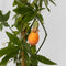 Plant in a Box - Passiflora 'Caerulea' XL - 2 stuks - Passiebloem - Tuinplant - Klimplant - ⌀17 cm - Hoogte 110-120 cm