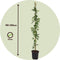 Plant in a Box - Passiflora 'Caerulea' XL - 2 stuks - Passiebloem - Tuinplant - Klimplant - ⌀17 cm - Hoogte 110-120 cm