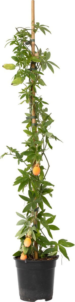Plant in a Box - Passiflora 'Caerulea' XL - Passiebloem - Tuinplant - Klimplant - ⌀17 cm - Hoogte 110-120 cm