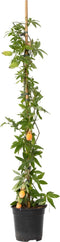 Plant in a Box - Passiflora 'Caerulea' XL - Passiebloem - Tuinplant - Klimplant - ⌀17 cm - Hoogte 110-120 cm