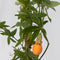 Plant in a Box - Passiflora 'Caerulea' XL - Passiebloem - Tuinplant - Klimplant - ⌀17 cm - Hoogte 110-120 cm