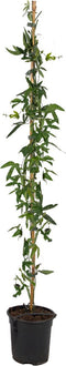 Plant in a Box - Passiflora 'Caerulea' XL - Passiebloem - Tuinplant - Klimplant - ⌀17 cm - Hoogte 110-120 cm
