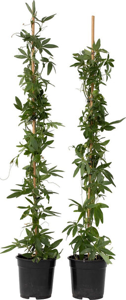 Plant in a Box - Passiflora 'Constance Elliot' XL - 2 stuks - Passiebloem - Tuinplant - Klimplant - ⌀17 cm - Hoogte 110-120 cm