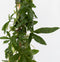 Plant in a Box - Passiflora 'Constance Elliot' XL - 2 stuks - Passiebloem - Tuinplant - Klimplant - ⌀17 cm - Hoogte 110-120 cm