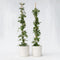 Plant in a Box - Passiflora 'Constance Elliot' XL - 2 stuks - Passiebloem - Tuinplant - Klimplant - ⌀17 cm - Hoogte 110-120 cm