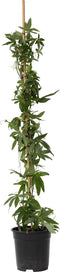 Plant in a Box - Passiflora 'Constance Elliot' XL - Passiebloem - Tuinplant - Klimplant - ⌀17 cm - Hoogte 110-120 cm