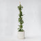 Plant in a Box - Passiflora 'Constance Elliot' XL - Passiebloem - Tuinplant - Klimplant - ⌀17 cm - Hoogte 110-120 cm