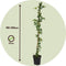 Plant in a Box - Passiflora 'Constance Elliot' XL - Passiebloem - Tuinplant - Klimplant - ⌀17 cm - Hoogte 110-120 cm