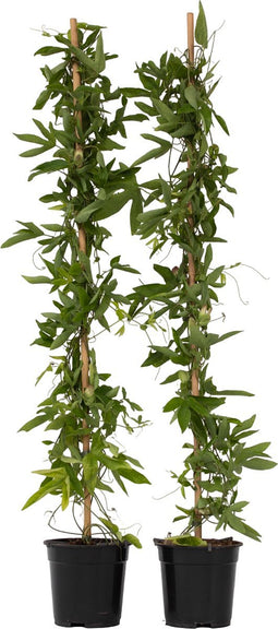 Plant in a Box - Passiflora 'Victoria violacea' XL - 2 stuks - Passiebloem - Tuinplant - Klimplant - ⌀17 cm - Hoogte 110-120 cm