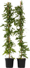 Plant in a Box - Passiflora 'Victoria violacea' XL - 2 stuks - Passiebloem - Tuinplant - Klimplant - ⌀17 cm - Hoogte 110-120 cm